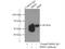 Bardet-Biedl Syndrome 9 antibody, 14460-1-AP, Proteintech Group, Immunoprecipitation image 