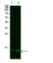 Thioredoxin antibody, STJ98852, St John