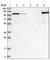 Protein Kinase D2 antibody, HPA021490, Atlas Antibodies, Western Blot image 