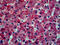 CD59 Molecule (CD59 Blood Group) antibody, 51-845, ProSci, Immunohistochemistry paraffin image 