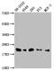 Integrin Subunit Beta 1 Binding Protein 1 antibody, CSB-PA011881LA01HU, Cusabio, Western Blot image 