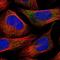 Inosine triphosphatase antibody, NBP1-88296, Novus Biologicals, Immunocytochemistry image 