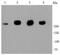 Filamin A antibody, NBP2-67304, Novus Biologicals, Western Blot image 