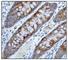 Regulatory Associated Protein Of MTOR Complex 1 antibody, ab40768, Abcam, Immunohistochemistry paraffin image 