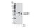 MCL1 Apoptosis Regulator, BCL2 Family Member antibody, 5453P, Cell Signaling Technology, Western Blot image 