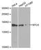 Myosin Light Chain Kinase antibody, A8041, ABclonal Technology, Western Blot image 