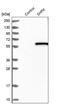 Sedoheptulokinase antibody, PA5-55063, Invitrogen Antibodies, Western Blot image 