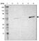 TNF Receptor Associated Factor 1 antibody, HPA001852, Atlas Antibodies, Western Blot image 