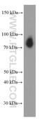 TLE Family Member 1, Transcriptional Corepressor antibody, 66216-1-Ig, Proteintech Group, Western Blot image 