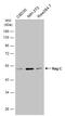 Ras Related GTP Binding C antibody, GTX133547, GeneTex, Western Blot image 