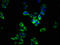 Sprouty RTK Signaling Antagonist 1 antibody, CSB-PA022621LA01HU, Cusabio, Immunofluorescence image 