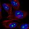 NOC3 Like DNA Replication Regulator antibody, NBP2-55900, Novus Biologicals, Immunofluorescence image 