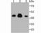 Citrate Synthase antibody, NBP2-75450, Novus Biologicals, Western Blot image 