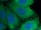 Twist-related protein 2 antibody, 66544-1-Ig, Proteintech Group, Immunofluorescence image 