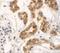 Zinc Finger Protein 346 antibody, NBP1-76540, Novus Biologicals, Immunohistochemistry frozen image 