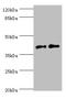 CD46 Molecule antibody, A50113-100, Epigentek, Western Blot image 