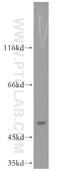 EGF-response factor 2 antibody, 19005-1-AP, Proteintech Group, Western Blot image 