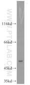 ZFP36 Ring Finger Protein Like 2 antibody, 19005-1-AP, Proteintech Group, Western Blot image 