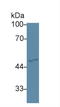 GATA Binding Protein 2 antibody, LS-C684369, Lifespan Biosciences, Western Blot image 