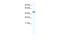 ZFP36 Ring Finger Protein Like 1 antibody, 27-846, ProSci, Western Blot image 