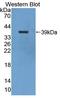 Nuclear Factor Kappa B Subunit 2 antibody, LS-C374256, Lifespan Biosciences, Western Blot image 