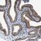 Transmembrane Protein 53 antibody, HPA021134, Atlas Antibodies, Immunohistochemistry paraffin image 