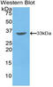 Pim-2 Proto-Oncogene, Serine/Threonine Kinase antibody, LS-C295926, Lifespan Biosciences, Western Blot image 