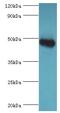 Glycine Amidinotransferase antibody, LS-C375763, Lifespan Biosciences, Western Blot image 