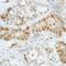MutS Homolog 6 antibody, MA5-16380, Invitrogen Antibodies, Immunohistochemistry frozen image 