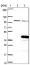 Serine And Arginine Rich Splicing Factor 7 antibody, PA5-60537, Invitrogen Antibodies, Western Blot image 