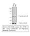 Keratin 18 antibody, STJ92631, St John