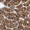 Methylmalonyl-CoA Mutase antibody, NBP1-87423, Novus Biologicals, Immunohistochemistry paraffin image 