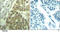 Cyclin Dependent Kinase 2 antibody, LS-C203110, Lifespan Biosciences, Immunohistochemistry frozen image 