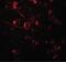 Adhesion Molecule With Ig Like Domain 1 antibody, PA5-38045, Invitrogen Antibodies, Immunofluorescence image 
