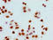 Histone H1.5 antibody, LS-C673220, Lifespan Biosciences, Immunocytochemistry image 