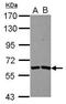 Testis Specific Serine Kinase Substrate antibody, GTX117582, GeneTex, Western Blot image 