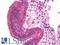 FMR1 antibody, LS-B9991, Lifespan Biosciences, Immunohistochemistry paraffin image 