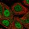 Ribonuclease P/MRP Subunit P25 Like antibody, HPA052187, Atlas Antibodies, Immunofluorescence image 