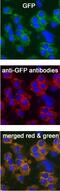 GFP antibody, AF4240, R&D Systems, Immunofluorescence image 