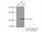 Phospholipase D1 antibody, 18355-1-AP, Proteintech Group, Immunoprecipitation image 