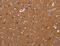 Lumican antibody, MBS2524241, MyBioSource, Immunohistochemistry paraffin image 