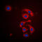 Mitochondrial Ribosomal Protein S21 antibody, LS-C368423, Lifespan Biosciences, Immunofluorescence image 