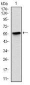 BPI Fold Containing Family B Member 1 antibody, NBP2-37534, Novus Biologicals, Western Blot image 