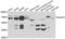 Polypeptide N-Acetylgalactosaminyltransferase 2 antibody, LS-C346137, Lifespan Biosciences, Western Blot image 