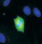 Mitogen-Activated Protein Kinase Kinase 1 antibody, 44-452, Invitrogen Antibodies, Immunofluorescence image 