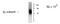 Gamma-Aminobutyric Acid Type A Receptor Beta2 Subunit antibody, NB300-198, Novus Biologicals, Western Blot image 