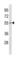 Glycosyltransferase Like Domain Containing 1 antibody, abx034724, Abbexa, Western Blot image 