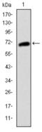 c-Kit antibody, abx011070, Abbexa, Western Blot image 