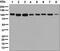 Lysine Demethylase 1A antibody, ab129195, Abcam, Western Blot image 