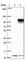 ADAM Metallopeptidase Domain 32 antibody, HPA044156, Atlas Antibodies, Western Blot image 